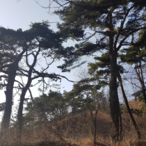 옷 안 구겨지게 캐리어에 넣는 접는 순서 옷 안 구겨지게 캐리어에 넣는 접는 순서