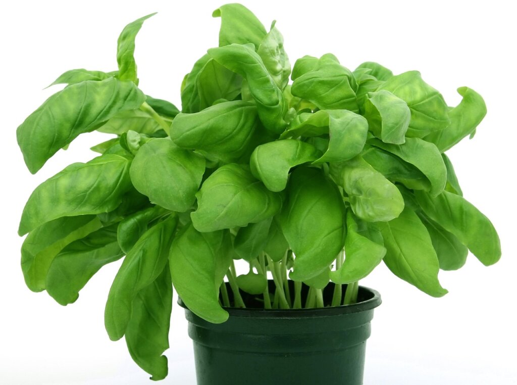 failed vegetable plants in pots with yellowing leaves on balcony