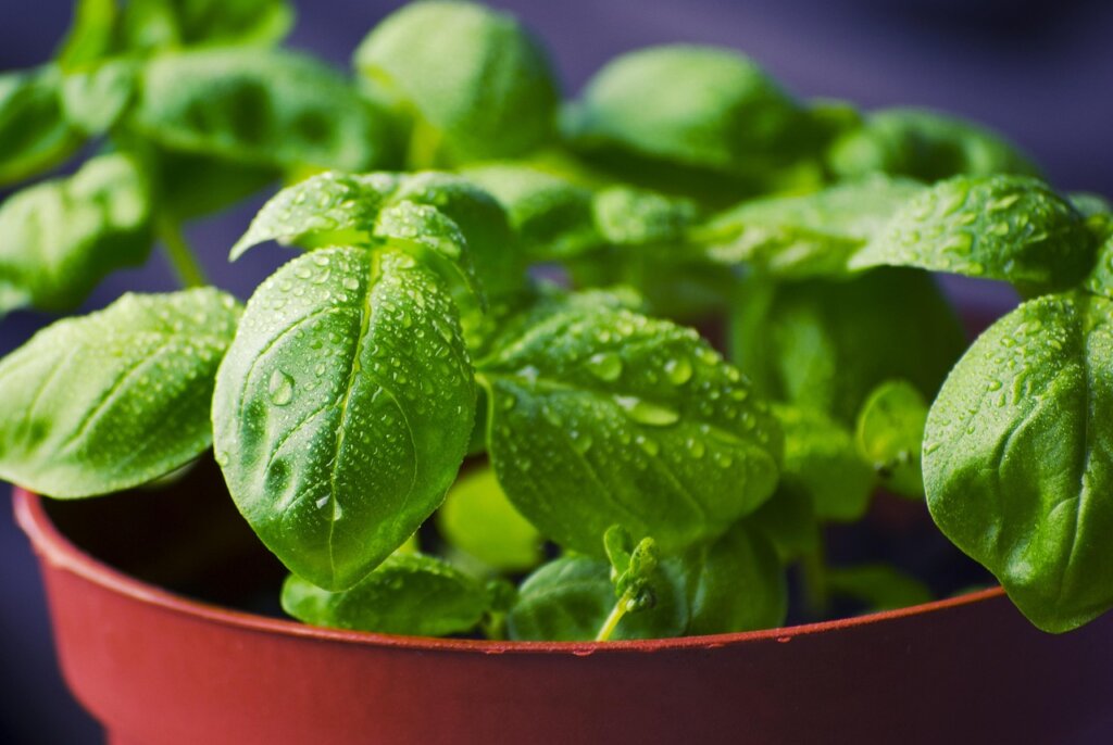 fresh basil plant in terracotta pot on sunny balcony