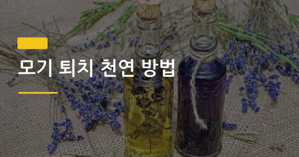 모기 퇴치 천연 방법, 라벤더 vs 유칼립투스 어떤 게 더 효과 좋을까