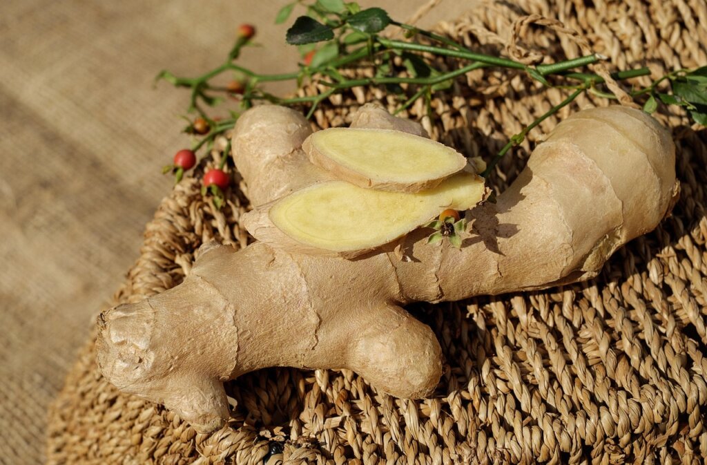 plant root rot comparison healthy vs overwatered roots