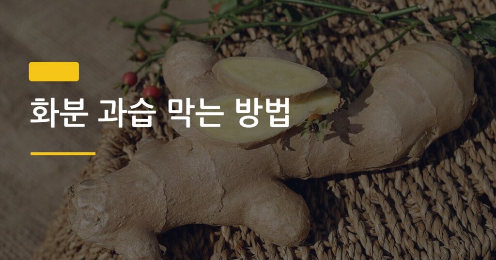 화분 과습 막는 방법, 식물 종류별 물 주기 주기 한눈에 정리했습니다