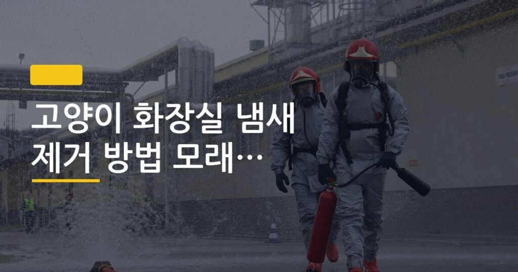 고양이 화장실 냄새 제거 방법 모래 종류별 비교