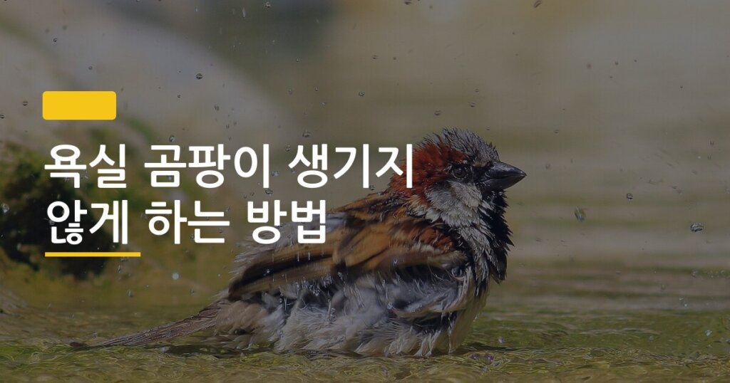욕실 곰팡이 생기지 않게 하는 방법, 환기 5분이 청소 30분보다 효과 있는 이유
